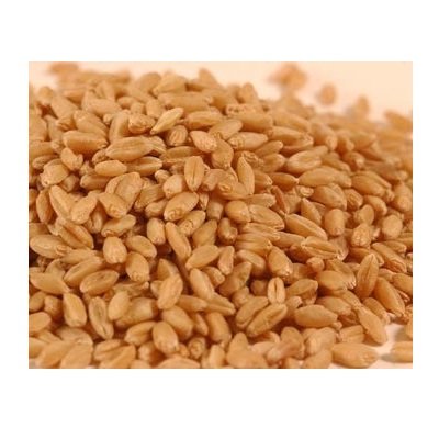Hard White Wheat 2, 50 lb. Bags B85954