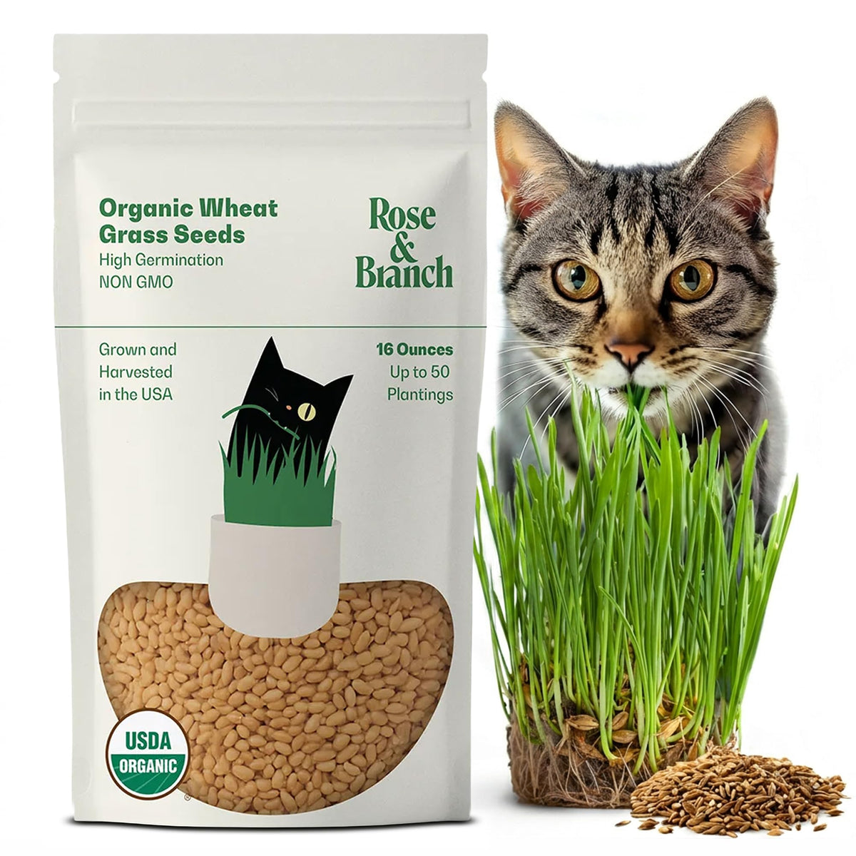Organic Wheat Grass Seeds 16 Ounces R6853