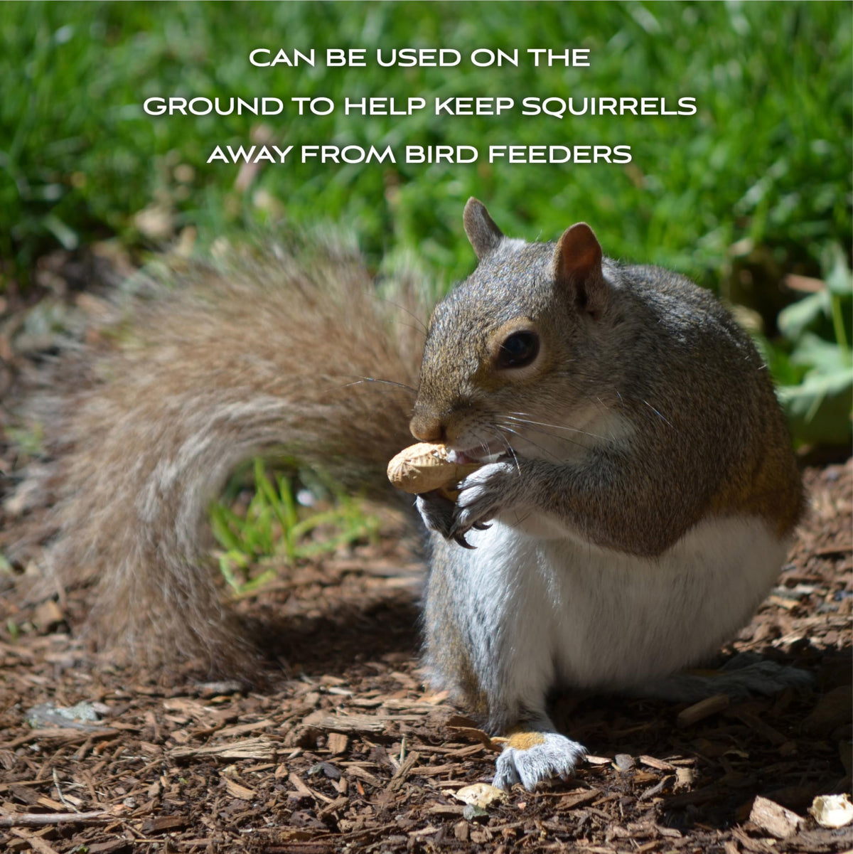 Shell Peanuts 5 pounds B998612