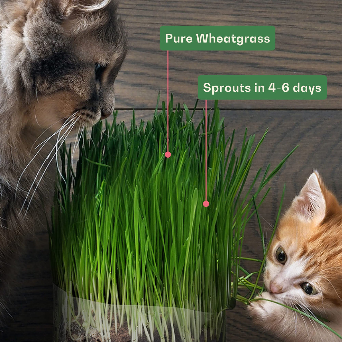 Organic Wheat Grass Seeds 16 Ounces R6853