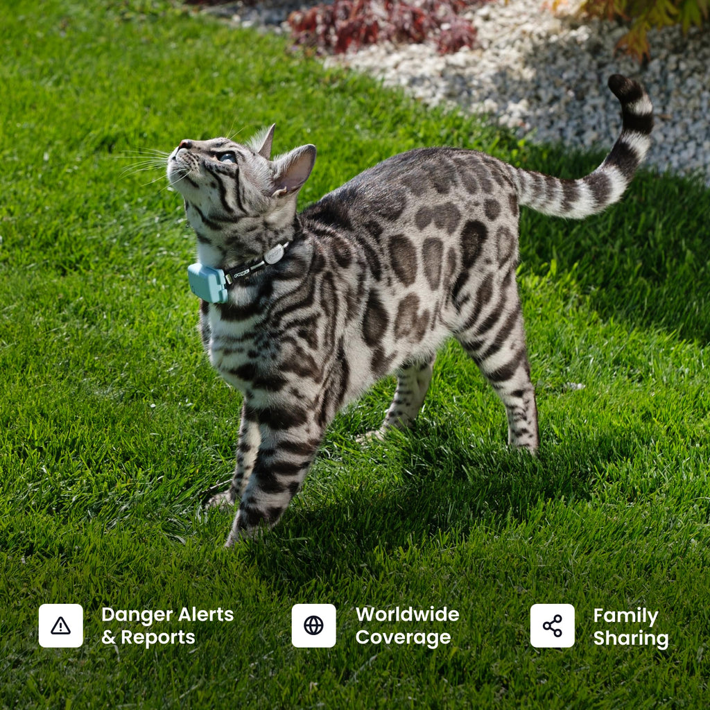 Cat GPS Tracker with Breakaway Collar T319092