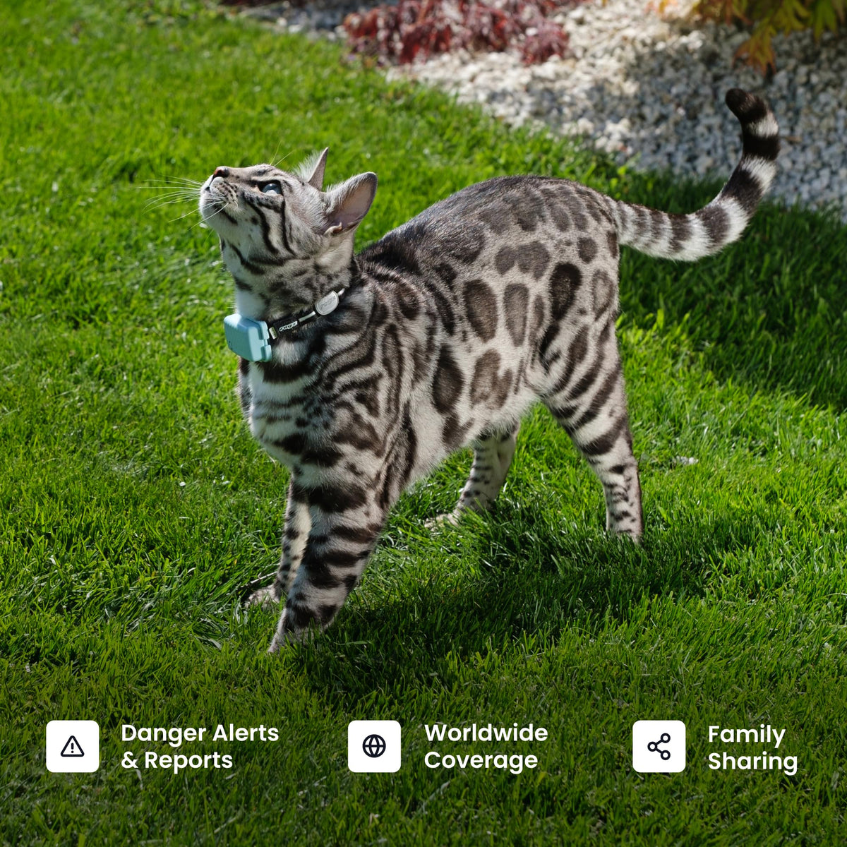 Cat GPS Tracker with Breakaway Collar T319092